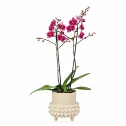 Potte Elin - Ø17 Cm, Hvit -Potteplante Salgsbutikk Elin pot D17 offwhite 537887 4