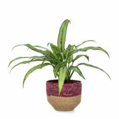 Kurv Tees - Ø15 Cm, Flerfarget -Potteplante Salgsbutikk FW Aglaonema Cutlass 12cm 547511 2
