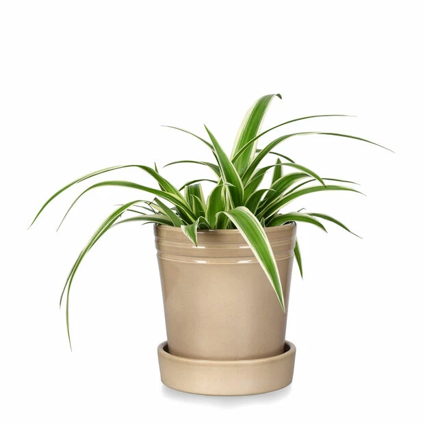 Potte Amanda - Ø14 Cm, Beige 2 Potte Amanda - Ø14 Cm, Beige - Bilde 2