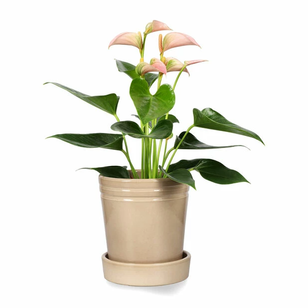 Potte Amanda - Ø14 Cm, Beige 3 Potte Amanda - Ø14 Cm, Beige - Bilde 3