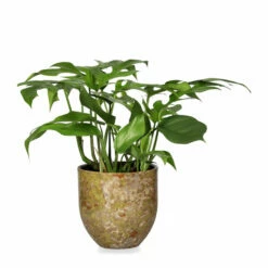 Potte Aurelia - Ø13,5 Cm, Beige -Potteplante Salgsbutikk FW Aurelia pot D13 5 beige 542740 2