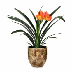 Potte Aurelia - Ø16,5 Cm, Beige -Potteplante Salgsbutikk FW Aurelia pot D16 5 beige 542741 3