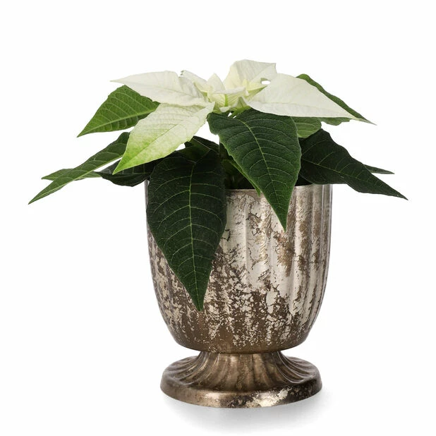 Minipotte Brielle - Ø7,5 Cm, Sølv 2 Minipotte Brielle - Ø7,5 Cm, Sølv - Bilde 2