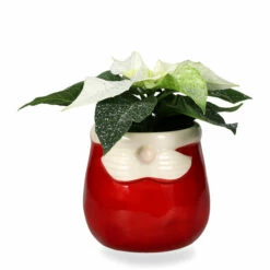 Minipotte Claus - Ø8 Cm, Rød -Potteplante Salgsbutikk FW Claus mini pot D8 red 539759 2