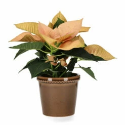 Potte Elliot - Ø14 Cm, Grå 5 Potte Elliot - Ø14 Cm, Grå -Potteplante Salgsbutikk FW Euphorbia pulch. Autumn Leaves 12cm 546728 2