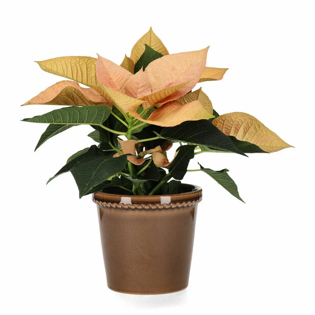 Potte Elliot - Ø14 Cm, Grå 3 Potte Elliot - Ø14 Cm, Grå - Bilde 3