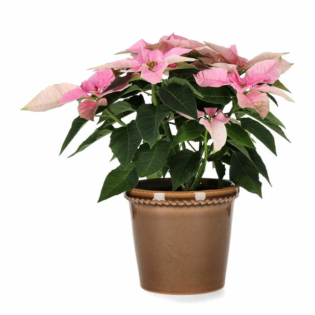 Potte Elliot - Ø14 Cm, Grå 2 Potte Elliot - Ø14 Cm, Grå - Bilde 2