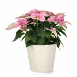 Potte Moa - Ø15 Cm, Hvit -Potteplante Salgsbutikk FW Euphorbia pulch. Princettia Pink 12cm 519472 3