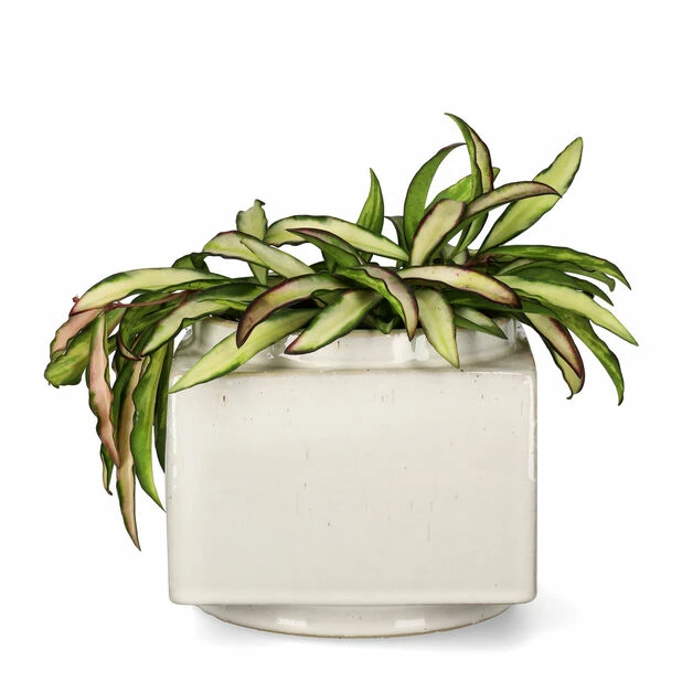 Potte Ohara - Ø14,5 Cm, Hvit 2 Potte Ohara - Ø14,5 Cm, Hvit - Bilde 2