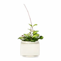 Potte Ohara - Ø14,5 Cm, Hvit 5 Potte Ohara - Ø14,5 Cm, Hvit -Potteplante Salgsbutikk FW Hoya carnosa Tricolor 12cm 549301 2