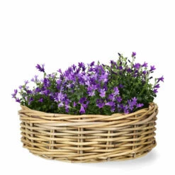 Kurv Kubu - Ø40 Cm, Beige 5 Kurv Kubu - Ø40 Cm, Beige -Potteplante Salgsbutikk FW Kubu basket D40 natural 545422 3