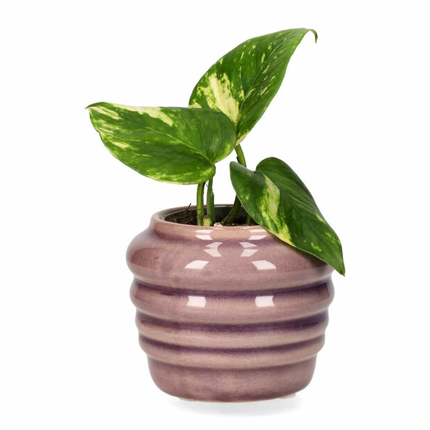 Minipotte Mauve - Ø9 Cm, Lilla 2 Minipotte Mauve - Ø9 Cm, Lilla - Bilde 2