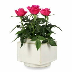 Minipotte Ohara - Ø8 Cm, Hvit -Potteplante Salgsbutikk FW Ohara mini pot D8 white 542717 3