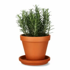 Fat Leire - Ø18 Cm, Terrakotta -Potteplante Salgsbutikk FW Rosmarinus officinalis 14cm 521257 2
