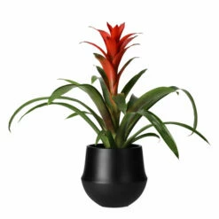 Potte Fusion - Ø17 Cm, Svart 7 Potte Fusion - Ø17 Cm, Svart -Potteplante Salgsbutikk Fusion pot D17 black 538122 4