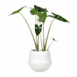 Potte Fusion - Ø24 Cm, Hvit -Potteplante Salgsbutikk Fusion pot D24 white 538125 3