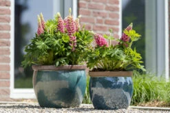 Potte Hayden - Ø28 Cm, Grønn 5 Potte Hayden - Ø28 Cm, Grønn -Potteplante Salgsbutikk Hayden Pot D28 Aqua Green 545611 3