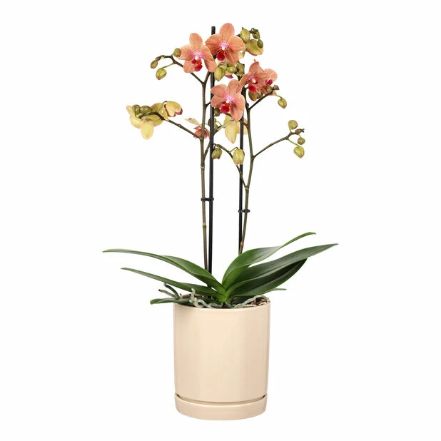 Potte Ina - Ø13 Cm, Beige 2 Potte Ina - Ø13 Cm, Beige - Bilde 2