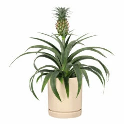 Potte Ina - Ø13 Cm, Beige 6 Potte Ina - Ø13 Cm, Beige -Potteplante Salgsbutikk Ina pot D13 beige 537930 3