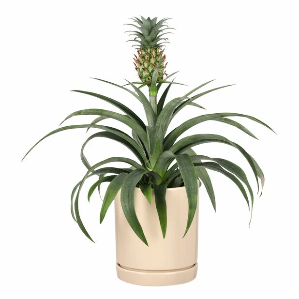 Potte Ina - Ø13 Cm, Beige 3 Potte Ina - Ø13 Cm, Beige - Bilde 3