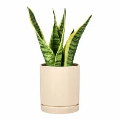 Potte Ina - Ø13 Cm, Beige 7 Potte Ina - Ø13 Cm, Beige -Potteplante Salgsbutikk Ina pot D13 beige 537930 4