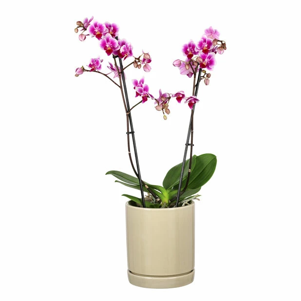 Potte Ina - Ø15 Cm, Grønn 2 Potte Ina - Ø15 Cm, Grønn - Bilde 2