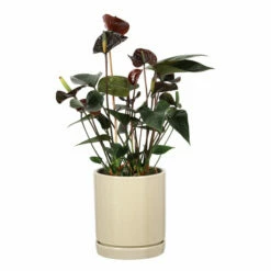 Potte Ina - Ø15 Cm, Grønn 6 Potte Ina - Ø15 Cm, Grønn -Potteplante Salgsbutikk Ina pot D13 green 537931 3