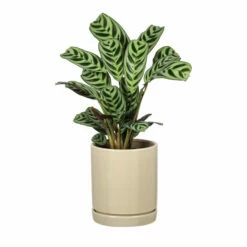 Potte Ina - Ø15 Cm, Grønn 7 Potte Ina - Ø15 Cm, Grønn -Potteplante Salgsbutikk Ina pot D13 green 537931 4