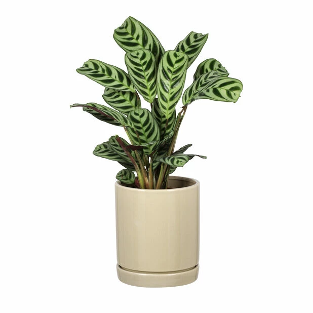 Potte Ina - Ø15 Cm, Grønn 4 Potte Ina - Ø15 Cm, Grønn - Bilde 4