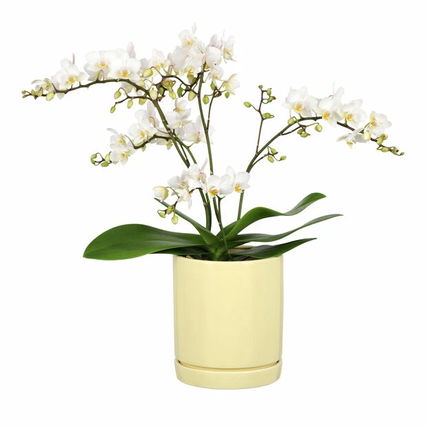 Potte Ina - Ø13 Cm, Gul 2 Potte Ina - Ø13 Cm, Gul - Bilde 2