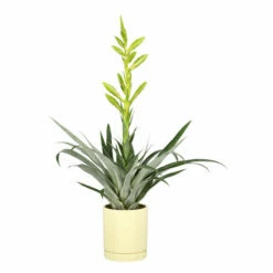 Potte Ina - Ø13 Cm, Gul 6 Potte Ina - Ø13 Cm, Gul -Potteplante Salgsbutikk Ina pot D13 yellow 537929 3