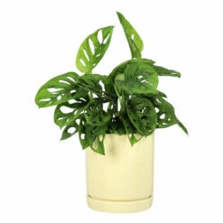 Potte Ina - Ø13 Cm, Gul 7 Potte Ina - Ø13 Cm, Gul -Potteplante Salgsbutikk Ina pot D13 yellow 537929 4