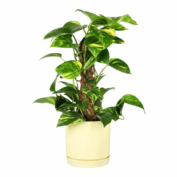 Potte Ina - Ø17 Cm, Gul 2 Potte Ina - Ø17 Cm, Gul - Bilde 2