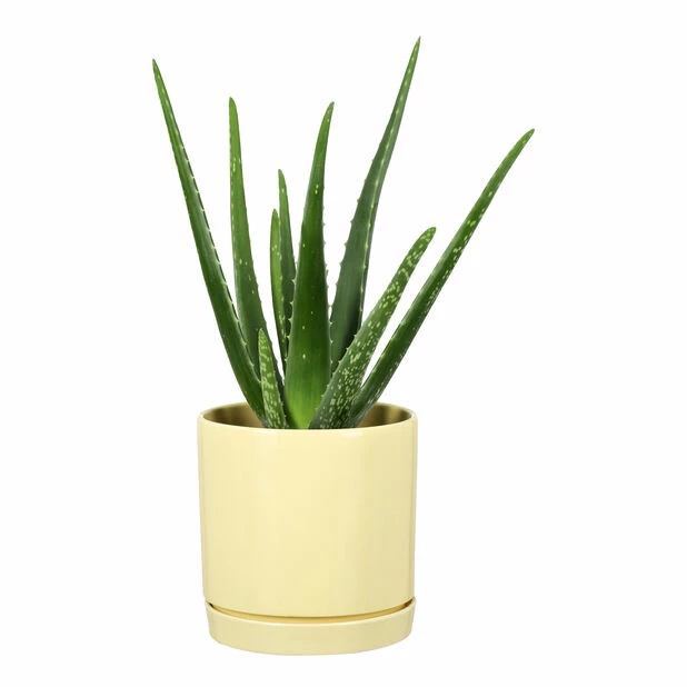 Potte Ina - Ø17 Cm, Gul 3 Potte Ina - Ø17 Cm, Gul - Bilde 3