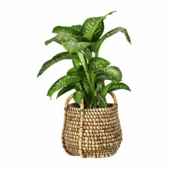 Potte Kacie - Ø33 Cm, Beige -Potteplante Salgsbutikk Kacie pot D33 natural 542435 2