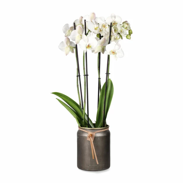 Potte Larisa - Ø19 Cm, Messing 2 Potte Larisa - Ø19 Cm, Messing - Bilde 2