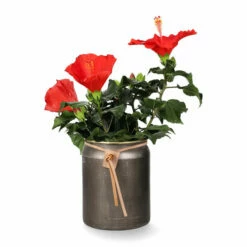 Potte Larisa - Ø19 Cm, Messing 5 Potte Larisa - Ø19 Cm, Messing -Potteplante Salgsbutikk Larisa pot D19 brass 542452 3