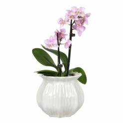 Potte Leia - Ø15 Cm, Hvit -Potteplante Salgsbutikk Leia pot D15 white 537935 3