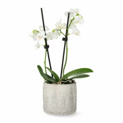 Potte Maella - Ø11 Cm, Grå 6 Potte Maella - Ø11 Cm, Grå -Potteplante Salgsbutikk Maella pot D11 grey 542456 3