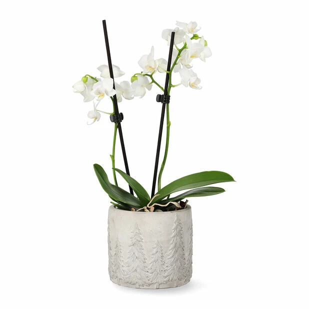 Potte Maella - Ø11 Cm, Grå 3 Potte Maella - Ø11 Cm, Grå - Bilde 3