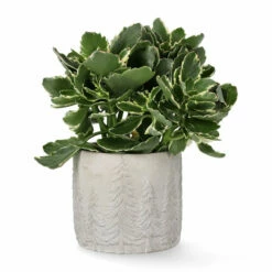 Potte Maella - Ø14 Cm, Grå 5 Potte Maella - Ø14 Cm, Grå -Potteplante Salgsbutikk Maella pot D14 grey 542454 3