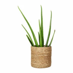 Potte Naledi - Ø16 Cm, Beige -Potteplante Salgsbutikk Naledi pot D16 natural 542442 2