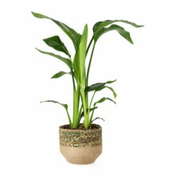 Kurv Tees - Ø19 Cm, Flerfarget -Potteplante Salgsbutikk Tees pot D19 multi 545408 2