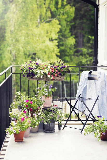 Potteplante Salgsbutikk 31 Potteplante Salgsbutikk -Potteplante Salgsbutikk 2378810 Calibrachoa 20Petunia balcony 170613